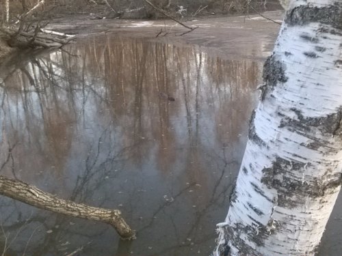 бобр