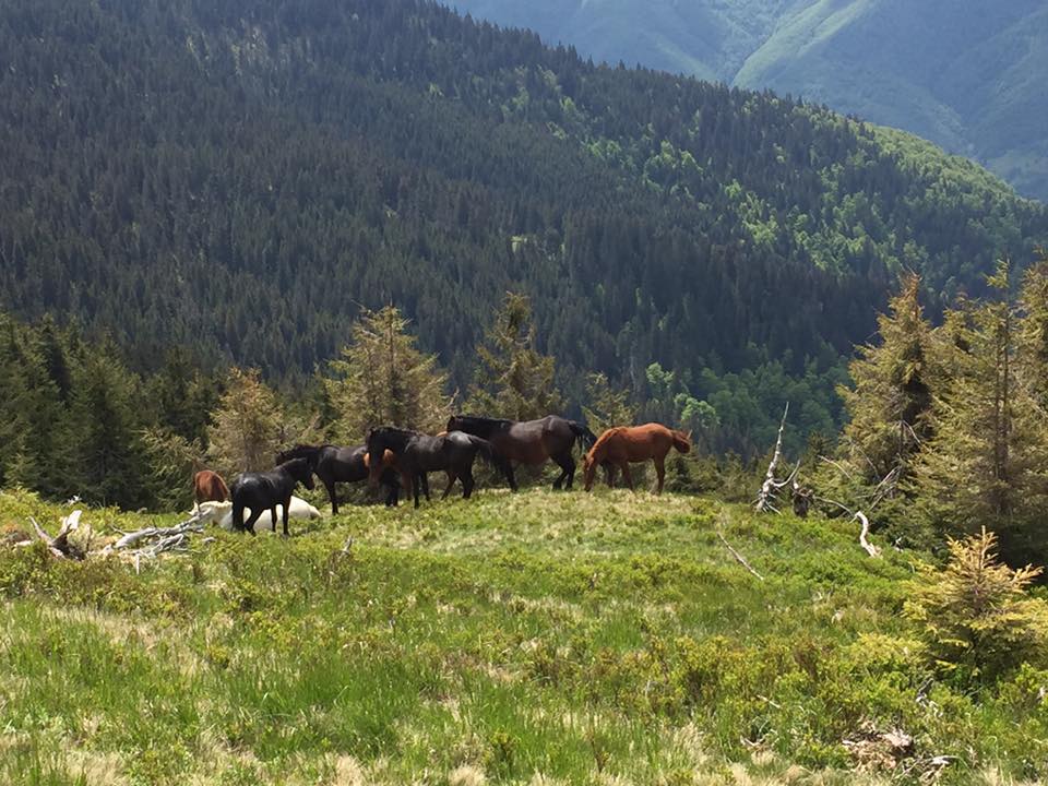 Скакуны пасутся