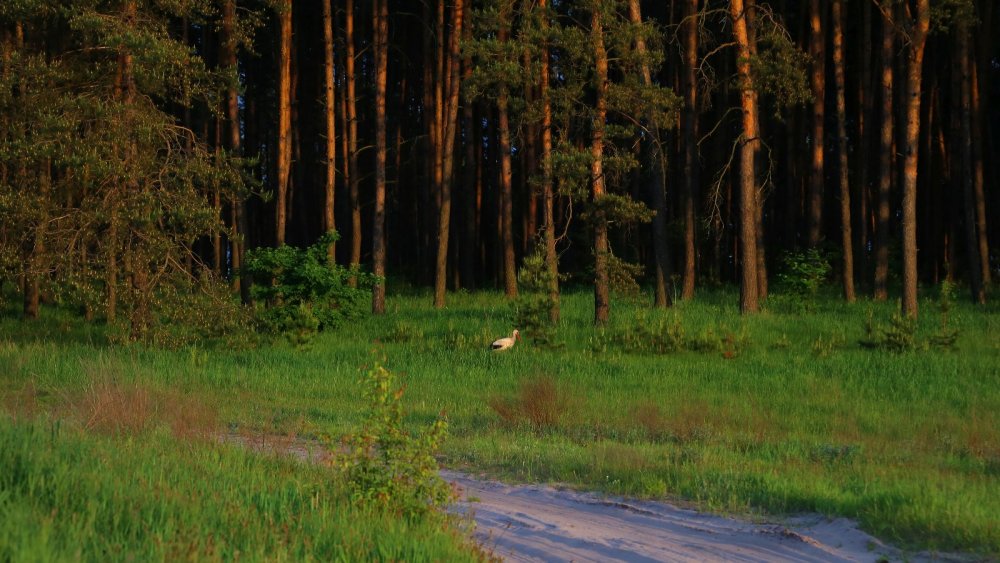 Курская область, Беловский район