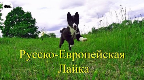 Русско Европейская лайка  (Зевс - 2 месяца)