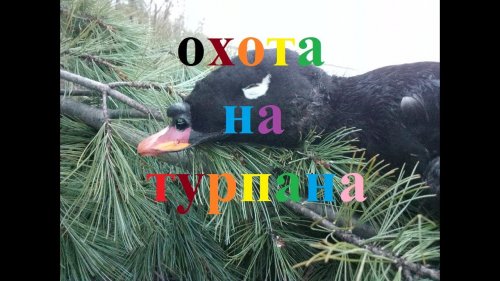 Охота на турпана в Якутии hunting for ducks in Yakutia