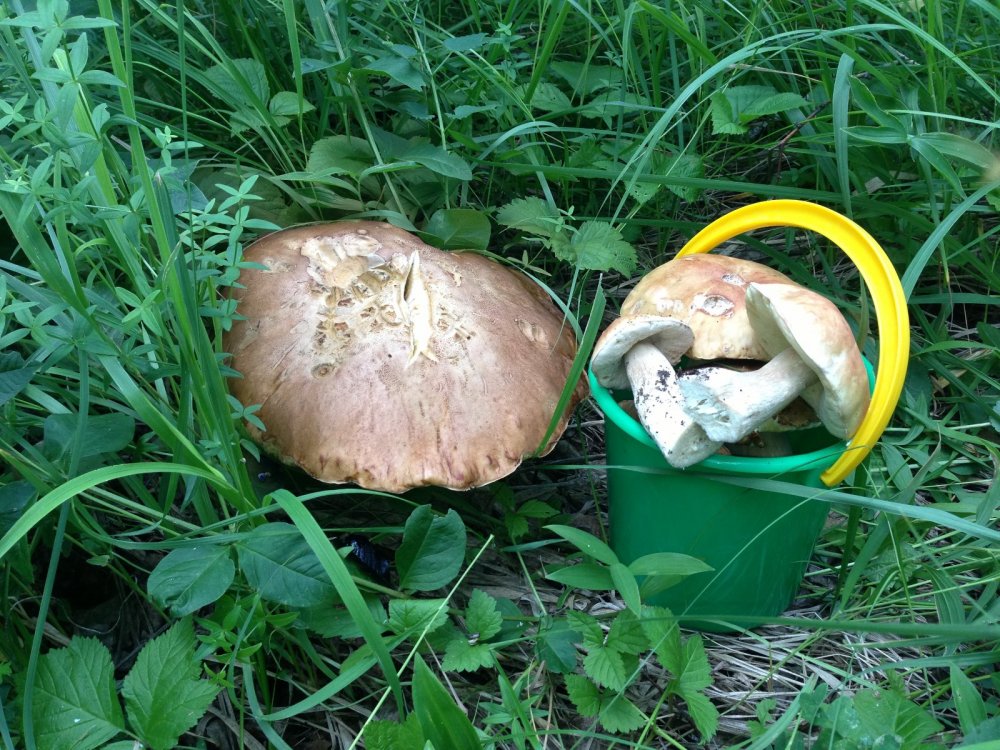 Два ведра грибов