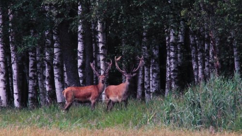 Дикая природа Беловежской пущи. Благородный олень. The Wild Nature Of Belovezhskaya Pushcha. Deer.