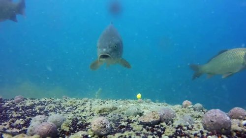 Как клюёт карп под водой КАЧЕСТВЕННАЯ ПОДВОДНАЯ СЪЁМКА