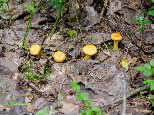 Первые грибы.