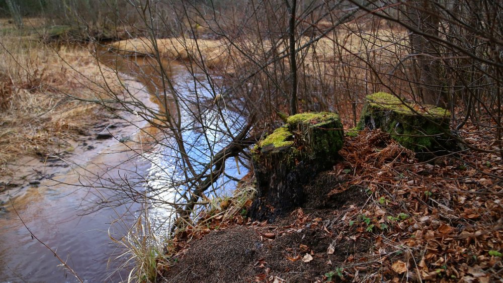 Река Витца, Новгородская область