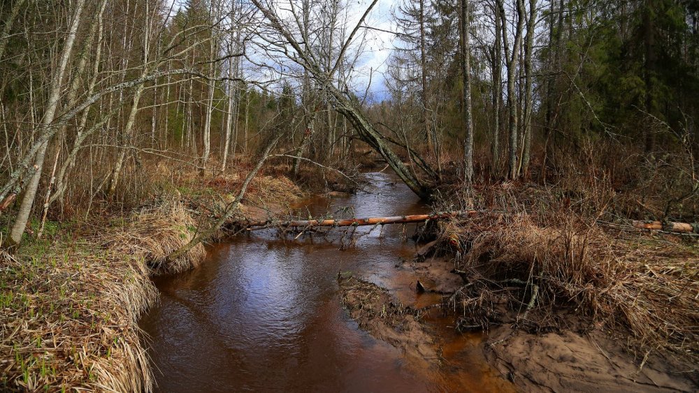 Река Витца, Новгородская область