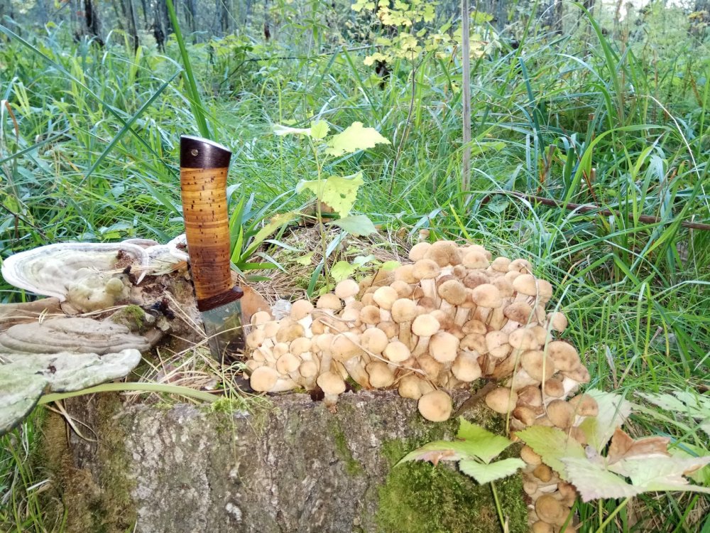 Молоденькие, самый цымум