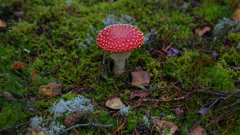 Самый красивый гриб...