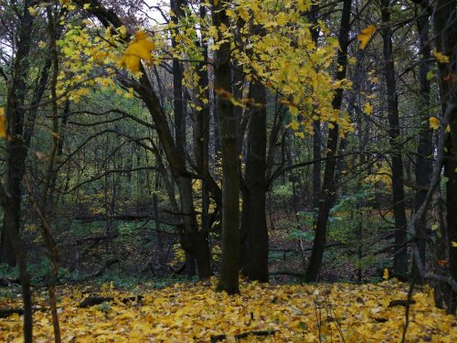 Места обитания косули и благородного оленя. Осенний лес, Белгородская область