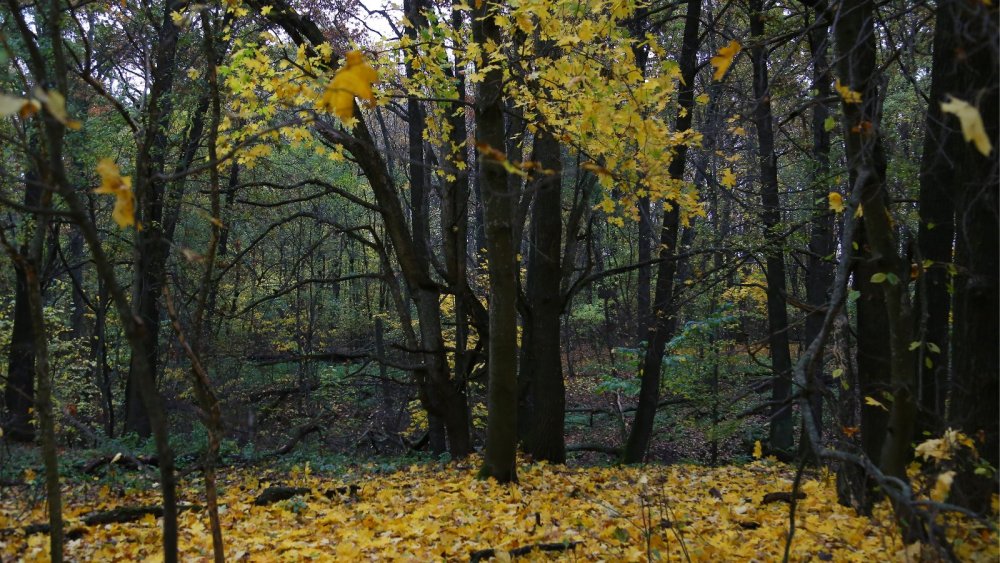 Места обитания косули и благородного оленя. Осенний лес, Белгородская область