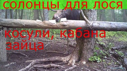 Как сделать солонец для лося, косули, кабана