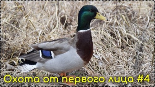 Охота весной с утиным манком