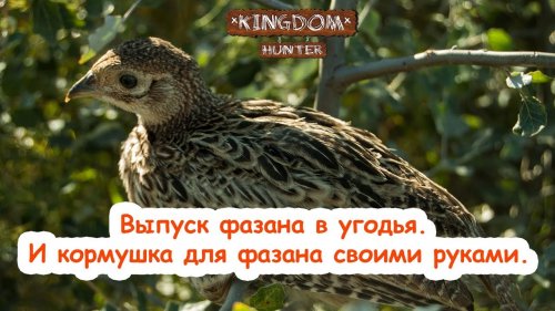 Выпуск фазанау в угодья. И кормушка для фазана своими руками.