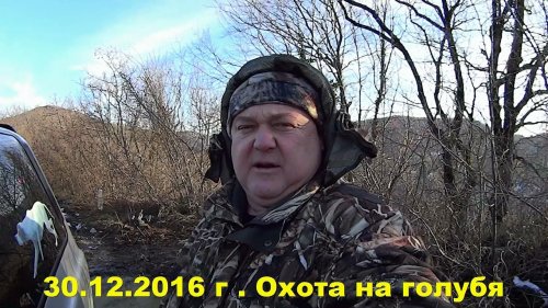 Охота на дикого лесного голубя вяхерь витютень с собакой лабрадор ритривер 30 12 2016 г.