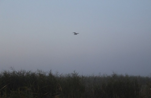 Охота поздней осени. (продолжение)