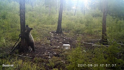 Мишка прется