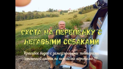 Охота на перепёлку и коростеля с легавыми собаками в Олимпийском городе курорте Сочи № 4