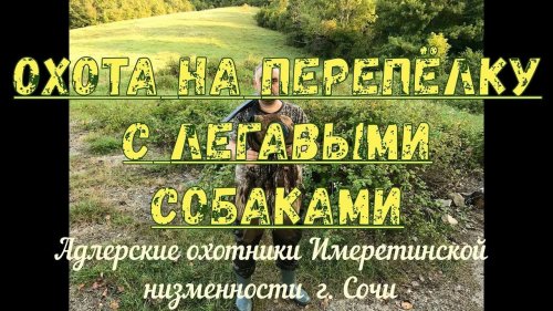 Охота на перепёлку с легавыми собаками 22.09.17г. СУПЕР КАДРЫ ловим коростеля дергача руками 2