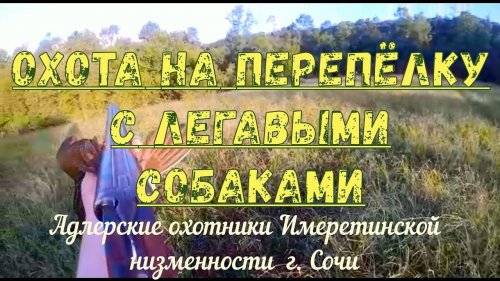 Охота на перпёлку, коростеля с легавыми собаками и всё остальное...