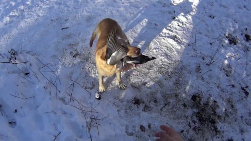 Охота на дикого лесного голубя вяхеря витютьня с собакой лабрадор ритривер на юге России 18.12.2016г