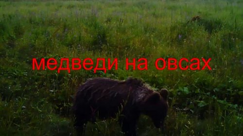 Медведи на овсах