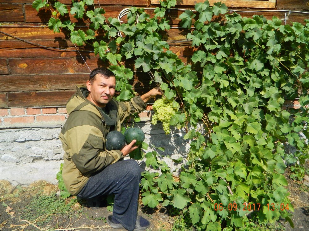 Арбузики и виноград уже поспели...