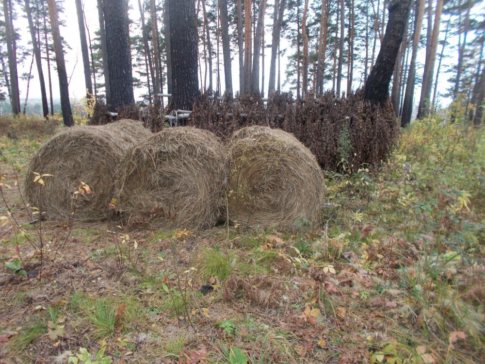 Заготовленные корма на зиму.