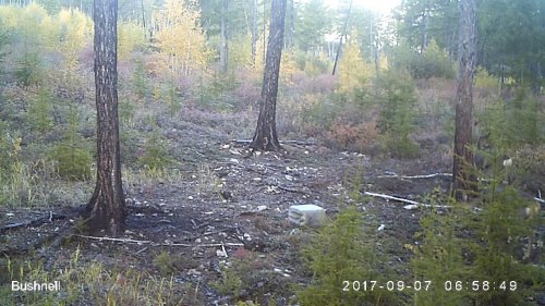 Косули на приваде