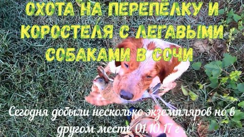 Охота на перепёлку и коростеля с легавыми собаками в Сочи 01.10.17 г .