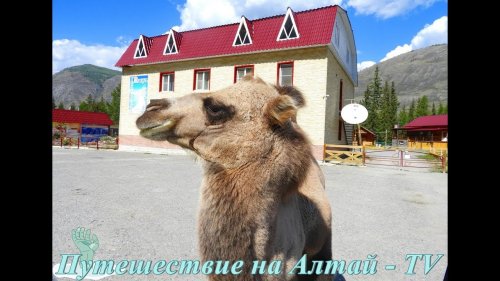 Дружелюбные верблюды на Алтае.