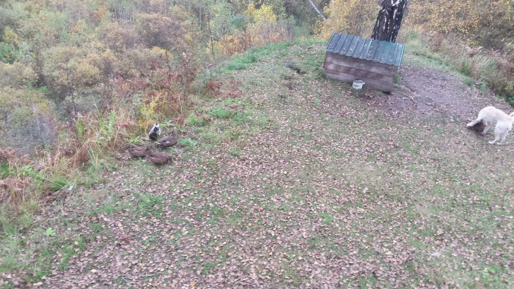 Кушают иной раз из собачей миски он их не трогает.