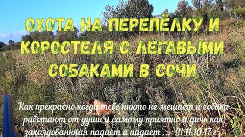 Охота на перепёлку и коростеля с легавыми собаками в Сочи 11.10.2017 г .