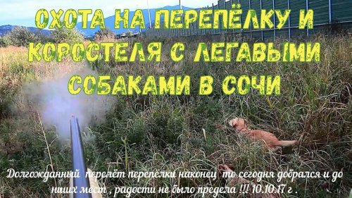 Охота на перепёлку и коростеля с легавыми собаками в Сочи 10.10.2017 г .
