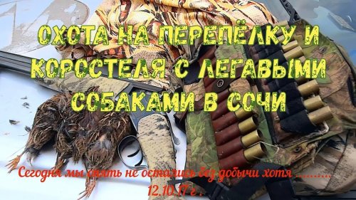 Охота на перепёлку и коростеля с легавыми  собаками в Сочи 12.10.17 г .