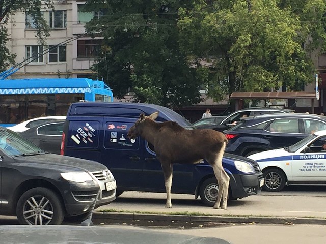 ЛОСЬ В МОСКВЕ