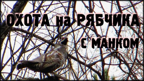 Охота на рябчика с манком / добыча рябчика в тайге