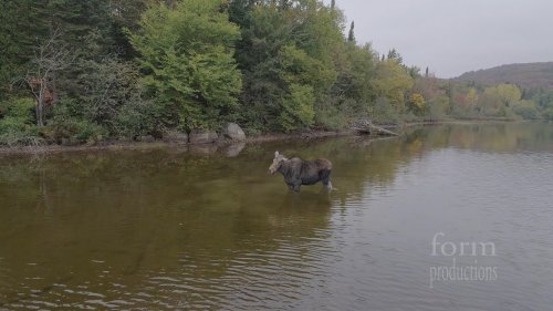Волк напал  на лося в воде.