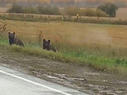 Три километра от деревни