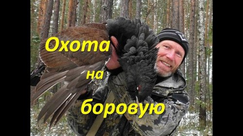 Охота на боровую дичь.