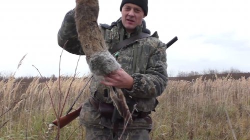 Открытие охоты с дратхааром на зайца 2017, Московская область.
