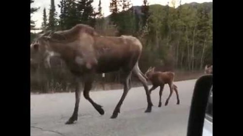 Семья лосей гуляет по дороге Denali National Park