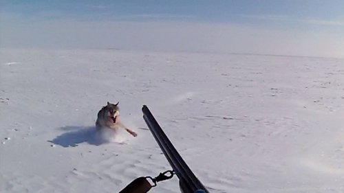 Охота на волков в Казахстане. «Регулирование популяции» со снегоходов...