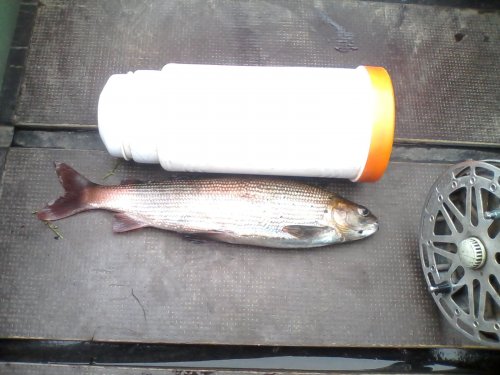 Хариус