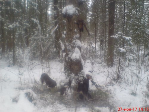 выкопали