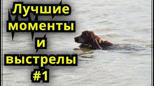 Лучшие моменты и выстрелы на охоте #1. Сезон 2017. Охота на утку.