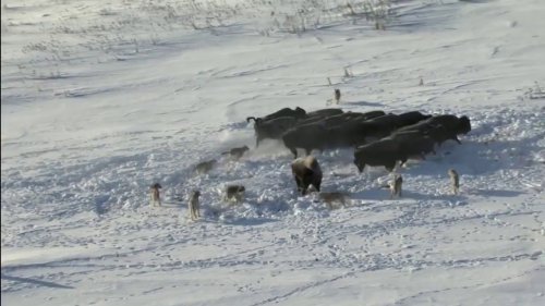 Стая волков против бизонов. Pack of wolves vs bisons.