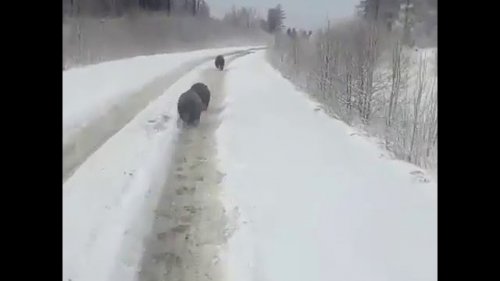 Барнаулец встретил медведей на дороге в Горном Алтае