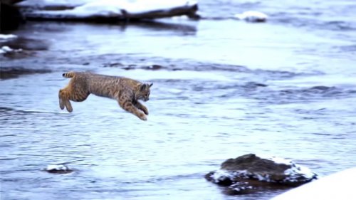 Самый красивый прыжок рыси снятый человеком! Jumping Bobcat.