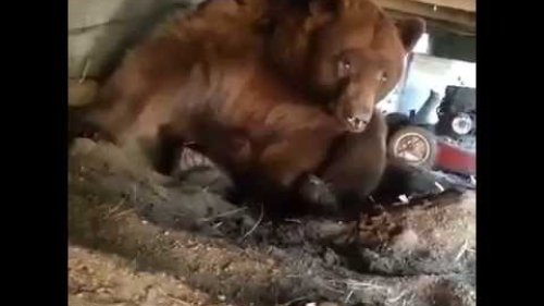 Мужик со стальными яйцами прогоняет медведя со двора